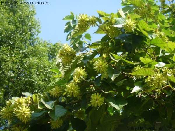 喜樹種子發(fā)芽出苗圖片