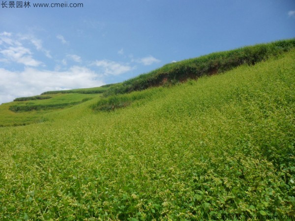 黑苦蕎種子發(fā)芽出苗開(kāi)花圖片