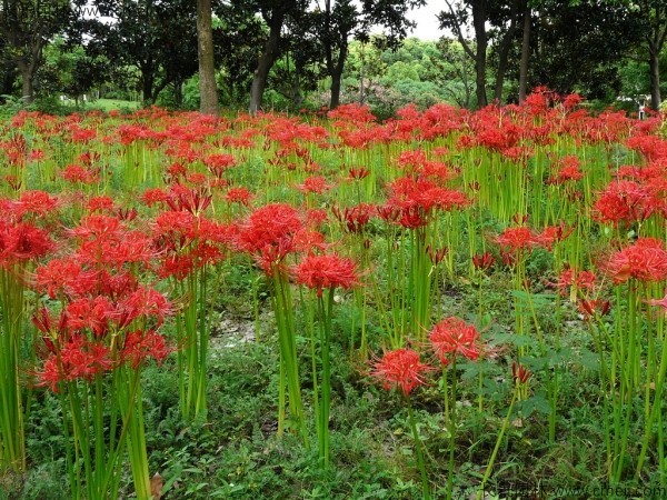 石蒜種子發(fā)芽出苗開花圖片