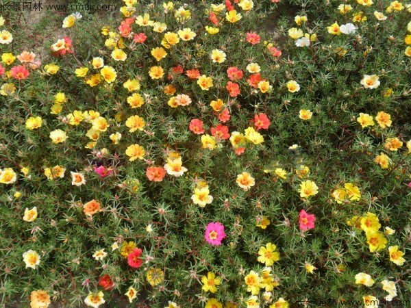 松葉牡丹種子發(fā)芽出苗開(kāi)花圖片