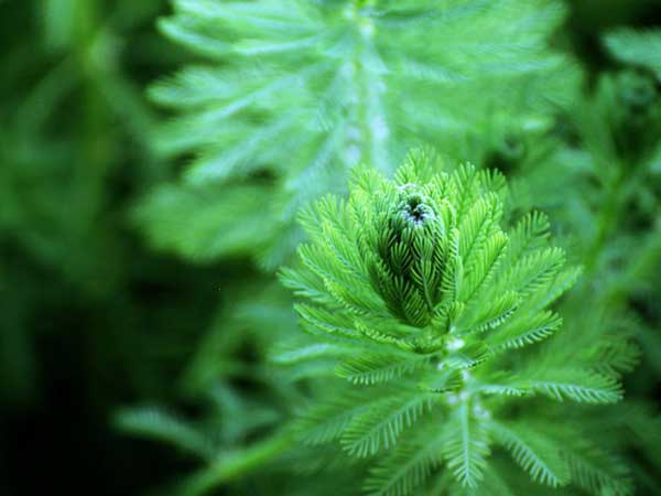 金魚藻種子發(fā)芽出苗圖片