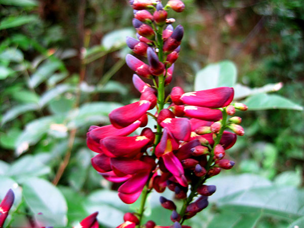 雞血藤樹(shù)苗開(kāi)花圖片