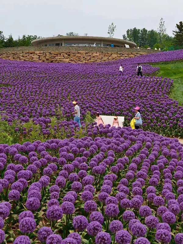 大花蔥開花花海景觀