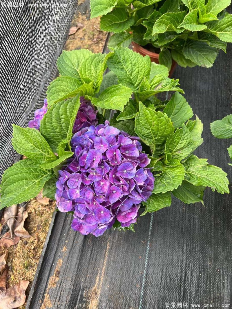 繡球花八仙花圖片基地實(shí)拍