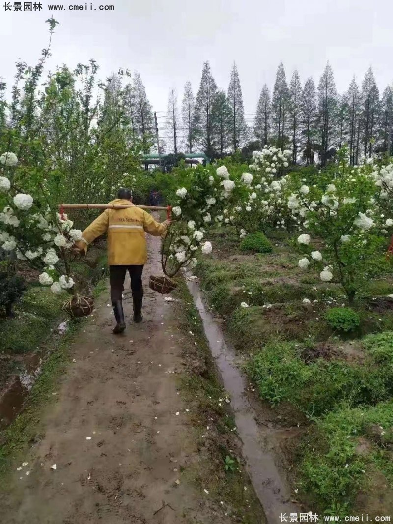 中華木繡球基地實拍圖片