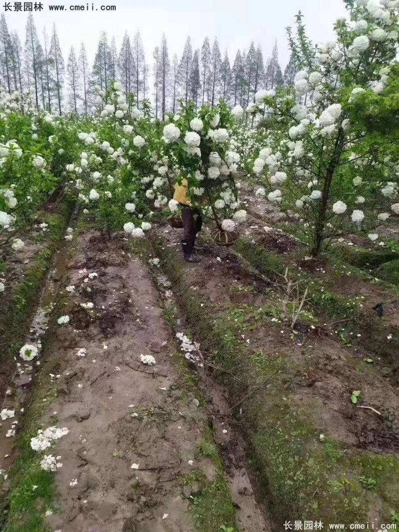 中華木繡球基地實(shí)拍圖片