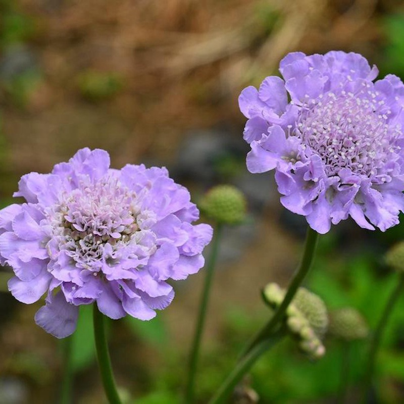 輪峰菊的形態(tài)特征、生長習(xí)性及種植方法