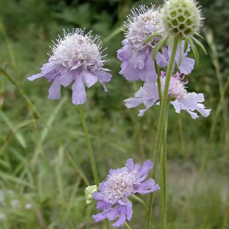 輪峰菊的形態(tài)特征、生長習(xí)性及種植方法